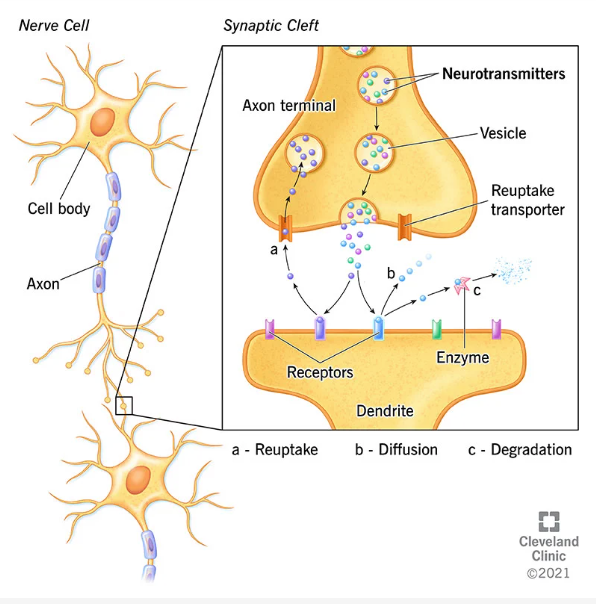 Neurotransmitters carry chemical messages from a neuron to its target cell.